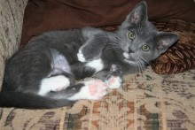 [picture of Tina, a Domestic Short Hair gray/white\ cat] 