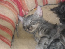 [another picture of Earl Grey, a Domestic Short Hair gray tabby\ cat] 