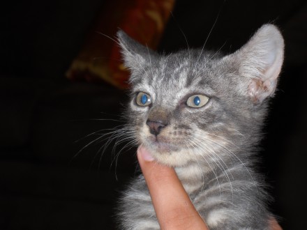 [picture of Earl Grey, a Domestic Short Hair gray tabby\ cat] 