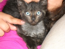 [another picture of Velcra, a Domestic Medium Hair black\ cat] 