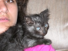 [picture of Velcra, a Domestic Medium Hair black\ cat] 