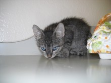 [another picture of Button, a Domestic Short Hair brown tabby\ cat] 