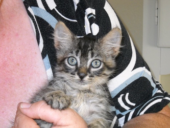 [picture of Button, a Domestic Short Hair brown tabby cat]