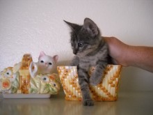 [picture of Button, a Domestic Short Hair brown tabby\ cat] 