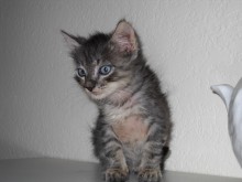 [another picture of Pekoe, a Domestic Short Hair brown tabby\ cat] 
