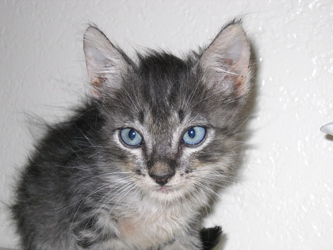 [picture of Pekoe, a Domestic Short Hair brown tabby cat]