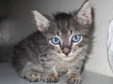 [picture of Pekoe, a Domestic Short Hair brown tabby\ cat] 