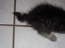 [another picture of Zinger, a Domestic Short Hair brown tabby\ cat] 