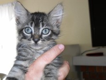 [picture of Zinger, a Domestic Short Hair brown tabby\ cat] 