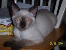 [another picture of Silver, a Siamese/Domestic Short Hair-x sealpoint\ cat] 