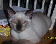 [picture of Silver, a Siamese/Domestic Short Hair-x sealpoint cat]