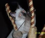 [picture of Silver, a Siamese/Domestic Short Hair-x sealpoint\ cat] 