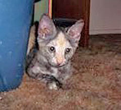 [another picture of Awesome Opossum, a Domestic Short Hair tortoiseshell\ cat] 