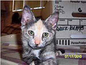 [picture of Awesome Opossum, a Domestic Short Hair tortoiseshell cat]