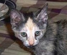 [picture of Awesome Opossum, a Domestic Short Hair tortoiseshell\ cat] 