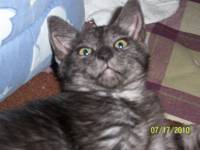 [another picture of Mokey, a Domestic Short Hair smoke\ cat] 