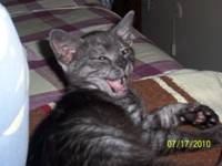 [picture of Mokey, a Domestic Short Hair smoke cat]