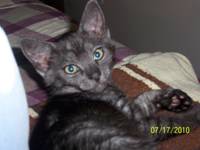 [picture of Mokey, a Domestic Short Hair smoke cat]
