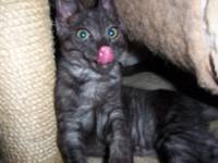 [picture of Mokey, a Domestic Short Hair smoke\ cat] 