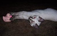 [picture of Purrkitty, a Siamese/Domestic Short Hair-x sealpoint cat]