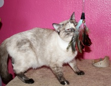 [another picture of Purrkitty, a Siamese/Domestic Short Hair-x sealpoint\ cat] 