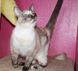 [picture of Purrkitty, a Siamese/Domestic Short Hair-x sealpoint cat]