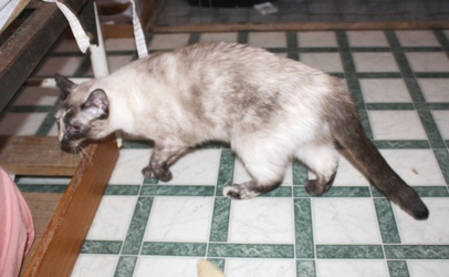[picture of Purrkitty, a Siamese/Domestic Short Hair-x sealpoint cat]