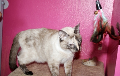 [picture of Purrkitty, a Siamese/Domestic Short Hair-x sealpoint cat]