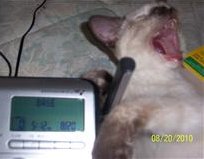 [picture of Purrkitty, a Siamese/Domestic Short Hair-x sealpoint cat]