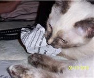 [picture of Purrkitty, a Siamese/Domestic Short Hair-x sealpoint cat]
