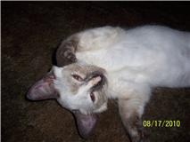 [picture of Purrkitty, a Siamese/Domestic Short Hair-x sealpoint cat]