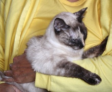 [picture of Purrkitty, a Siamese/Domestic Short Hair-x sealpoint\ cat] 