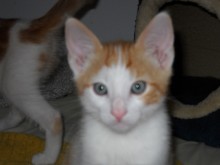 [another picture of Sebastian, a Domestic Short Hair orange tabby/white\ cat] 