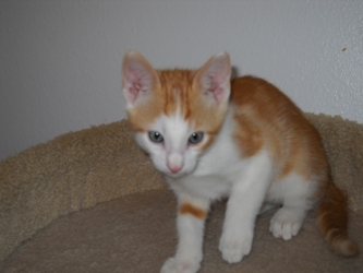 [picture of Sebastian, a Domestic Short Hair orange tabby/white cat]