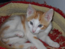 [picture of Sebastian, a Domestic Short Hair orange tabby/white\ cat] 