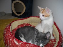 [another picture of Scotty, a Domestic Short Hair white/orange tabby\ cat] 