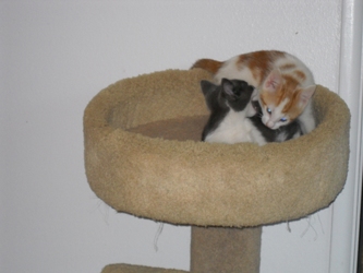 [picture of Scotty, a Domestic Short Hair white/orange tabby cat]