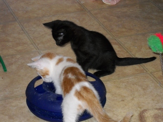 [picture of Scotty, a Domestic Short Hair white/orange tabby cat]