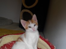 [picture of Scotty, a Domestic Short Hair white/orange tabby\ cat] 