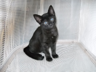 [picture of Sara, a Domestic Short Hair black cat]