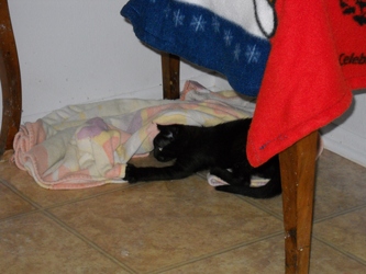 [picture of Sara, a Domestic Short Hair black cat]