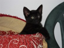 [picture of Sara, a Domestic Short Hair black\ cat] 