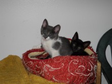 [another picture of Serena, a Domestic Short Hair gray/white\ cat] 