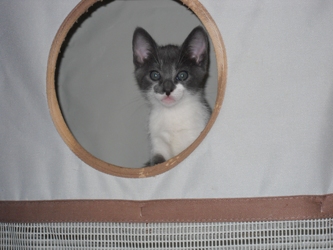 [picture of Serena, a Domestic Short Hair gray/white cat]