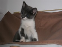 [picture of Serena, a Domestic Short Hair gray/white\ cat] 