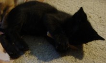 [another picture of Snickers, a Domestic Short Hair black\ cat] 