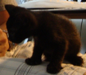 [picture of Snickers, a Domestic Short Hair black cat]