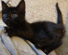 [picture of Snickers, a Domestic Short Hair black\ cat] 