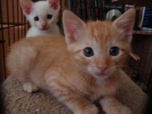 [another picture of Tigger, a Domestic Short Hair orange tabby\ cat] 