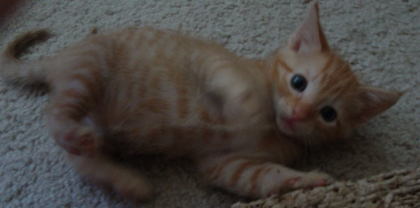 [picture of Tigger, a Domestic Short Hair orange tabby cat]